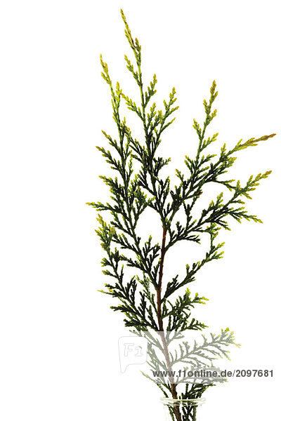 Zweig der Leylandzypresse (Cupressus leylandii)  Nahaufnahme