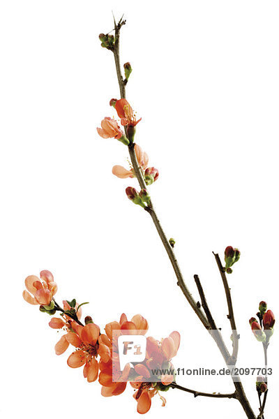 Blüten der blühenden Quitte (Chaenomeles)  Nahaufnahme