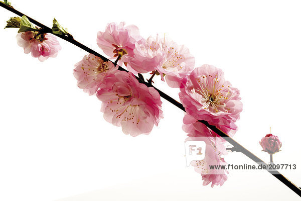 Blüten des Mandelbaums (Prunus triloba)  Nahaufnahme