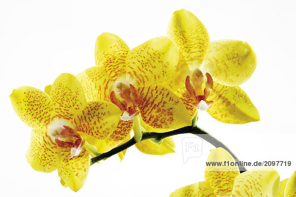 Gelbe Orchidee (Orchidaceae)  Nahaufnahme