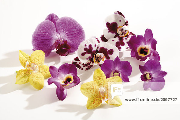 Orchideenblüten (Orchidaceae)  Nahaufnahme