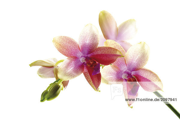 Orchideen Nahaufnahme