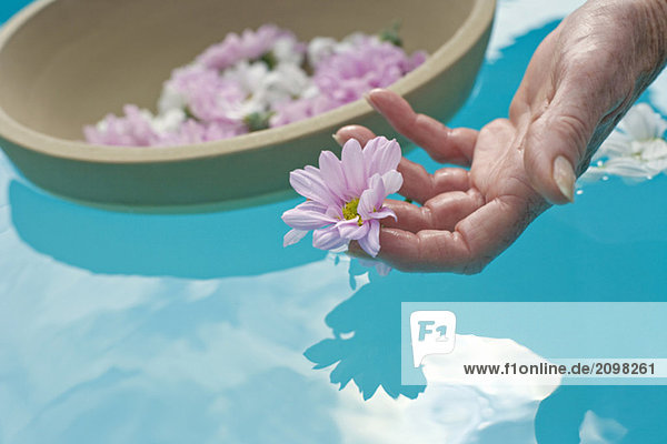 Blumen schwimmen auf der Wasseroberfläche  die Hand der Frau nimmt die Blume auf.