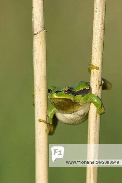 European tree frog  close-up