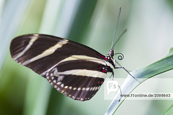 Zebra Longwing Butterfly  (Heliconius charitonius)  auf einem Blatt  Nahaufnahme