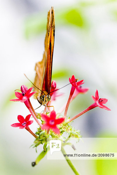 Schmetterling (Dryas julia)  Nahaufnahme