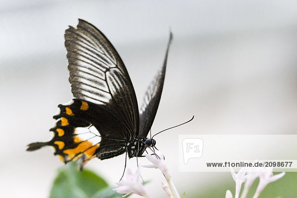 Mormone / (Papilio polytes)  Nahaufnahme