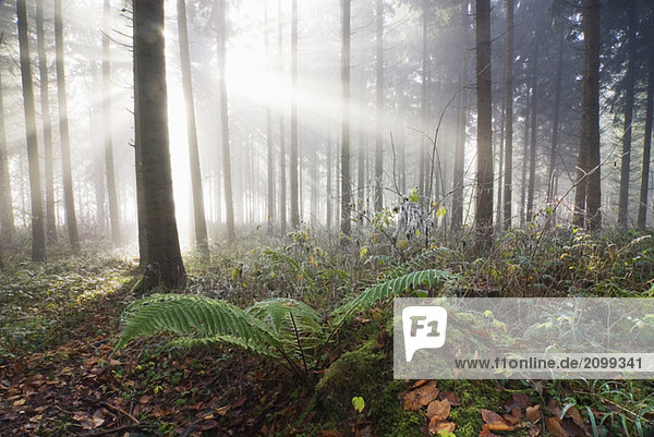 Germany  Berlingen  Fern in misty forest