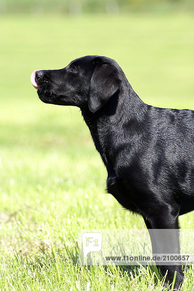 Close-up of Labrador sticking its tongue out
