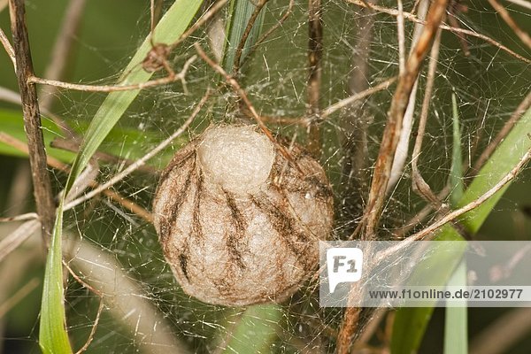 Nahaufnahme der Wasp Spider (Argiope Bruennichii) Ei in Kokon auf Grashalm  Schleswig-Holstein  Deutschland