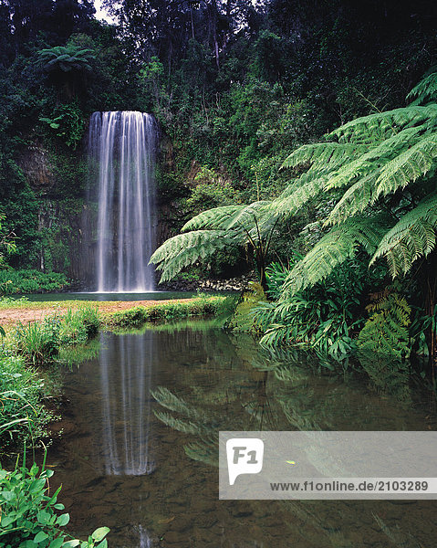 Reisen. Australien. Queensland. Atherton Tablelands. Milla Milla Falls.