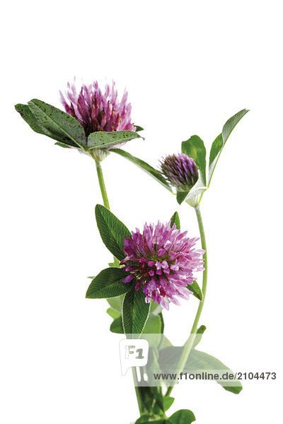 Rotklee (Trifolium pratense)  Nahaufnahme