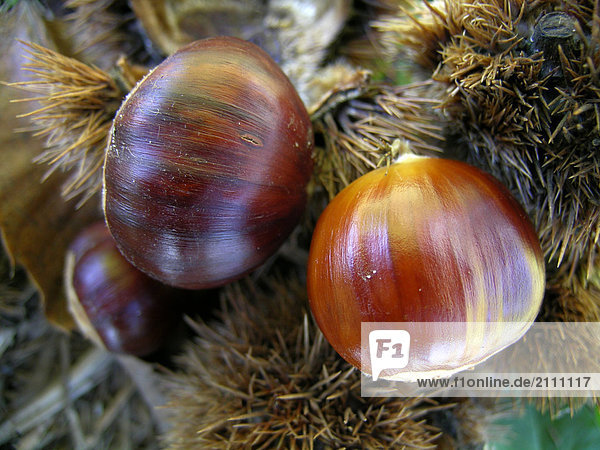 Close-up of chestnuts