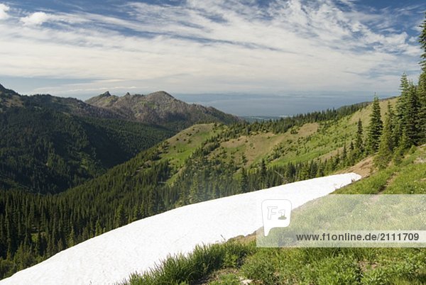 Snow patch left from winter in an alpine meadow overlooking the ocean  Olympic National Park  Washington  USA