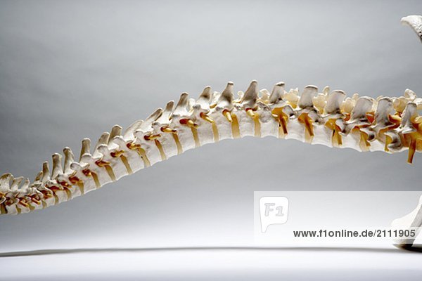 Skeleton of a Spine