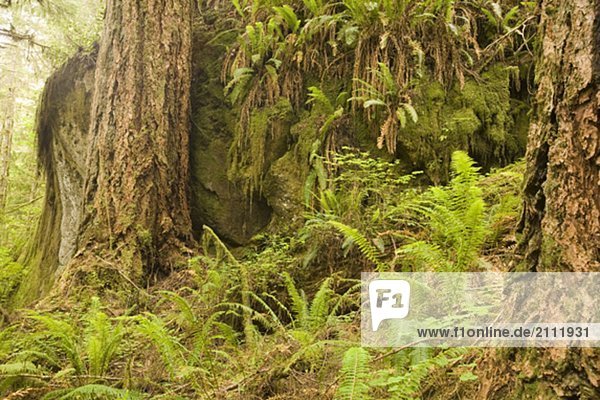 Quinault Rainforest  Olympic National Park  Olympic Peninsula  Washington  USA