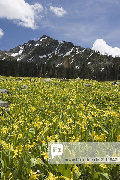 Glacier lilies carpet the alpine meadows in the Steeples Range  East Kootenays  near Cranbrook  British Columbia  Canada