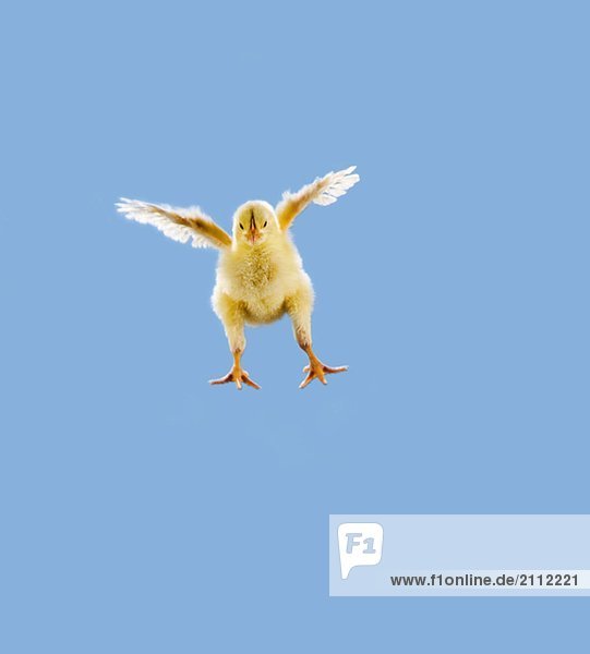Yellow Chick. Baby Chicken. 'Flying'.