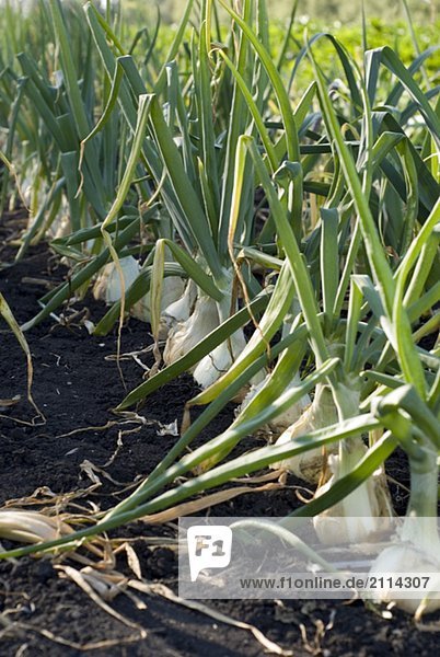 Rows of cooking onions  organic garden  Manitoba  Canada