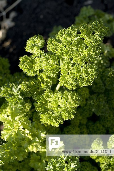 Close-up organic parsley  Manitoba  Canada
