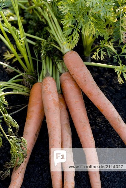 Five carrots in organic garden  Manitoba  Canada