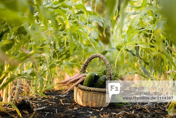 Basket of organic vegetables in rows of corn  organic garden  Manitoba  Canada