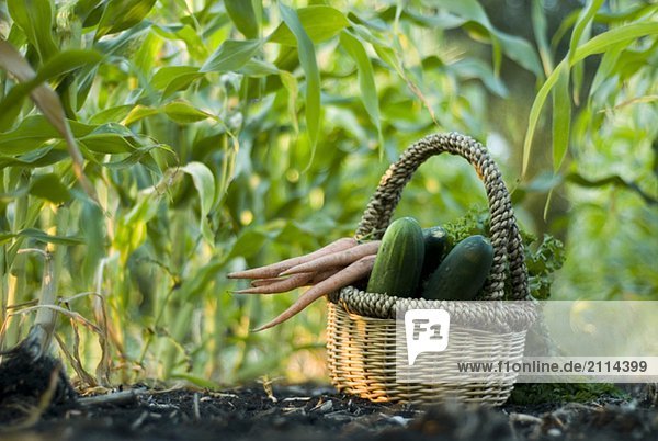 Basket of organic vegetables in rows of corn  organic garden  Manitoba  Canada