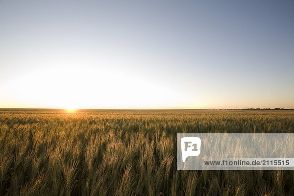 Field of wheat at sunset  Saskatchewan  Canada