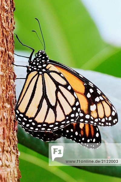 Monarchfalter (Danaus Plexippus) an einem Baum