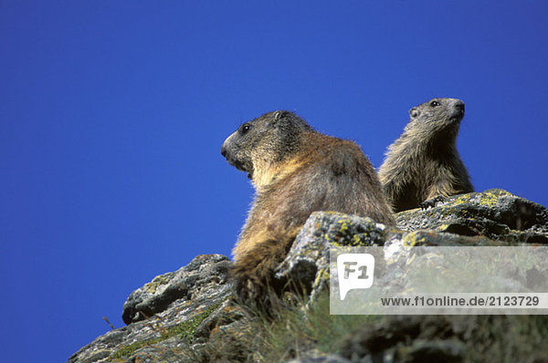 Alpenmurmeltier,  Marmota marmota
