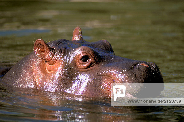 Hippopotamus amphibious