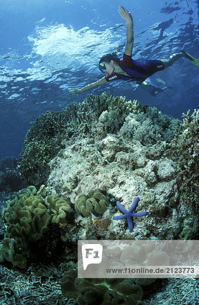 Snorkler over corals