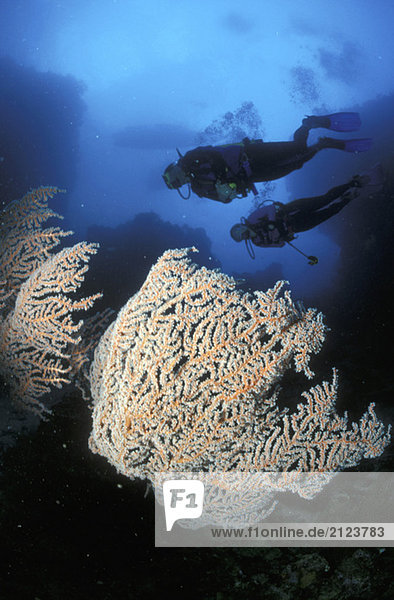 Taucher und Korallen