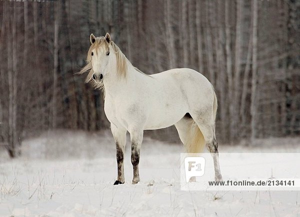 Lusitano Pferd im Schnee. Schweden