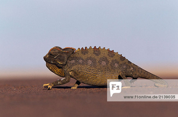 Namaqua Chameleon (Chamaeleo Namaquensis). Skelettküste  Namibia