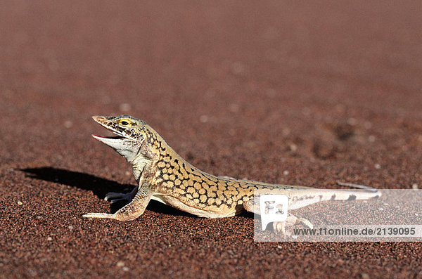 Lizard (Meroles Anchietae). Skelettküste  Namibia