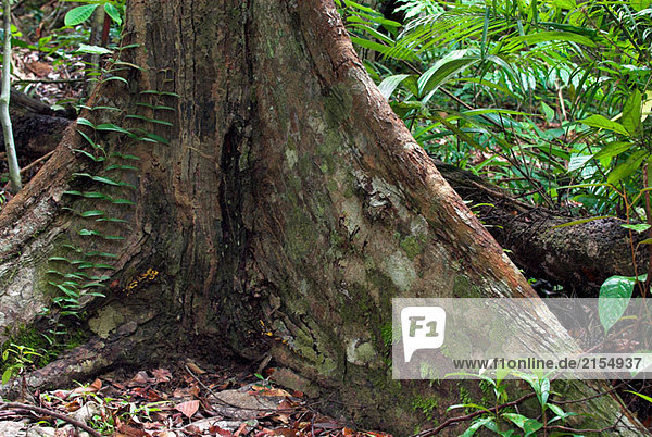 Regenwald, Meranti Baum mit Buttress Wurzeln, Borneo