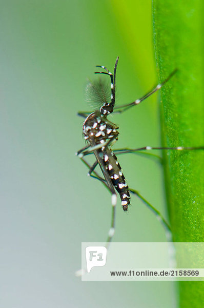 Männlich Tigermücke (Aedes Albopictus) auf eine Anlage Blatt  Spanien
