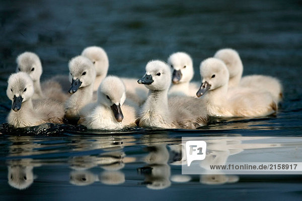 Höckerschwan (Cygnus Olor) Küken. Deutschland Höckerschwan (Cygnus Olor), Küken. Deutschland