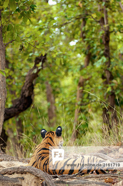 Royal Bengal Tiger (Panthera Tigris Tigris)