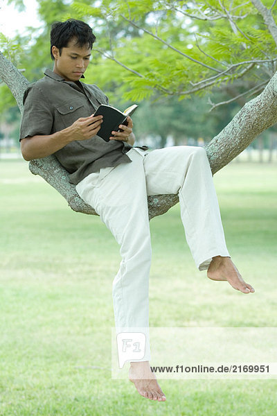 Mann auf Baumzweig sitzend Lesebuch
