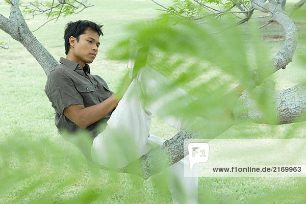 Mann auf Baumzweig sitzend Lesebuch  durchs Laub gesehen