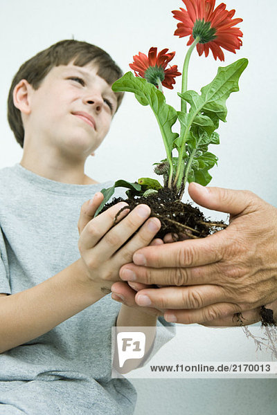 Junge hält Blumen in schalenförmigen Händen  Blickwinkel niedrig