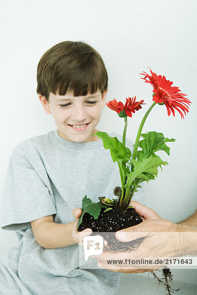 Boy taking gerbera daisies from man's hands  smiling