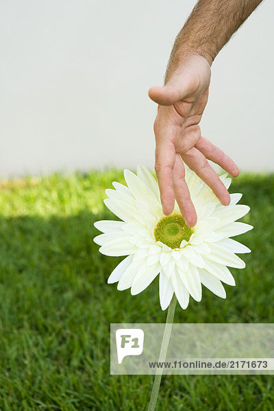 Mann berührt Blume  abgeschnittene Ansicht der Hand