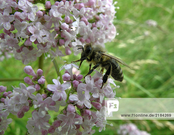 Honeybee Bestäubung von Blumen Nahaufnahme