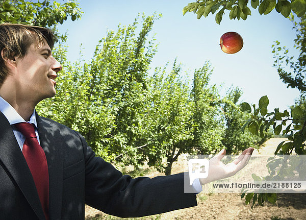 Mann fängt fallenden Apfel im Obstgarten.