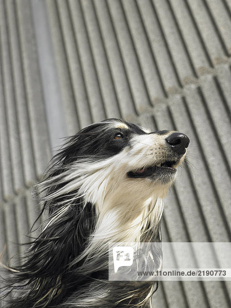 Low angle portrait of Afghan hound blown by the wind  copy space above  Alicante  Spain