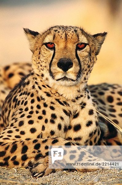 Cheetah (Acinonyx Jubatus)  männlich. Ameib Ranch in der Nähe von Usakos  Namibia
