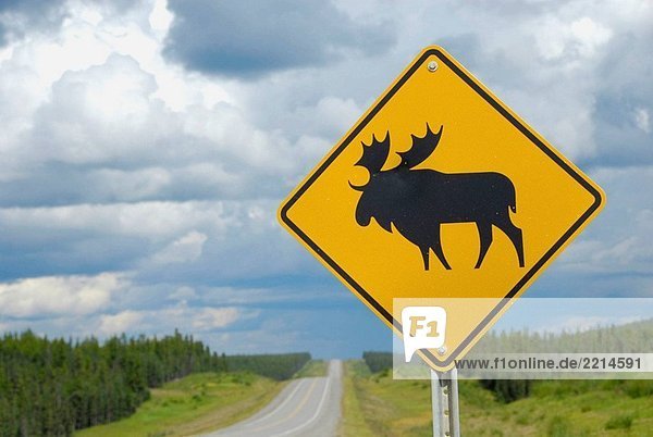 Wildlife Moose Gefahr Warnschild ungefähr 50 Meilen nordwestlich von Dawson Creek  British Columbia  Kanada auf der AL-Can kanadische Trans Highway 1 (Alaska Highway). British Columbia b.c.  Kanada